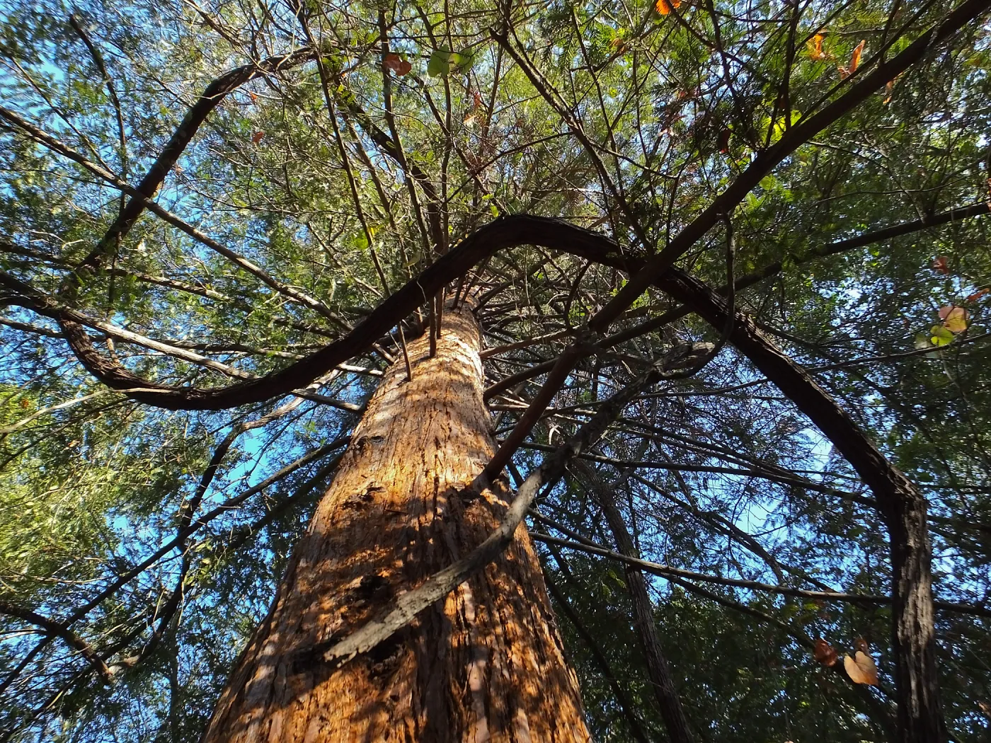 California Grape in Coast Redwood