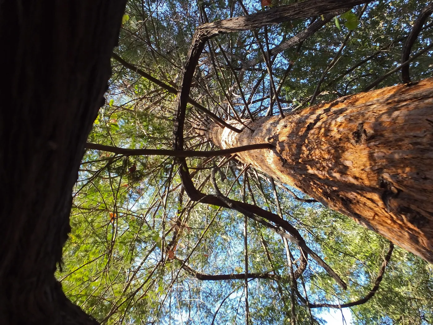 California Grape in Coast Redwood