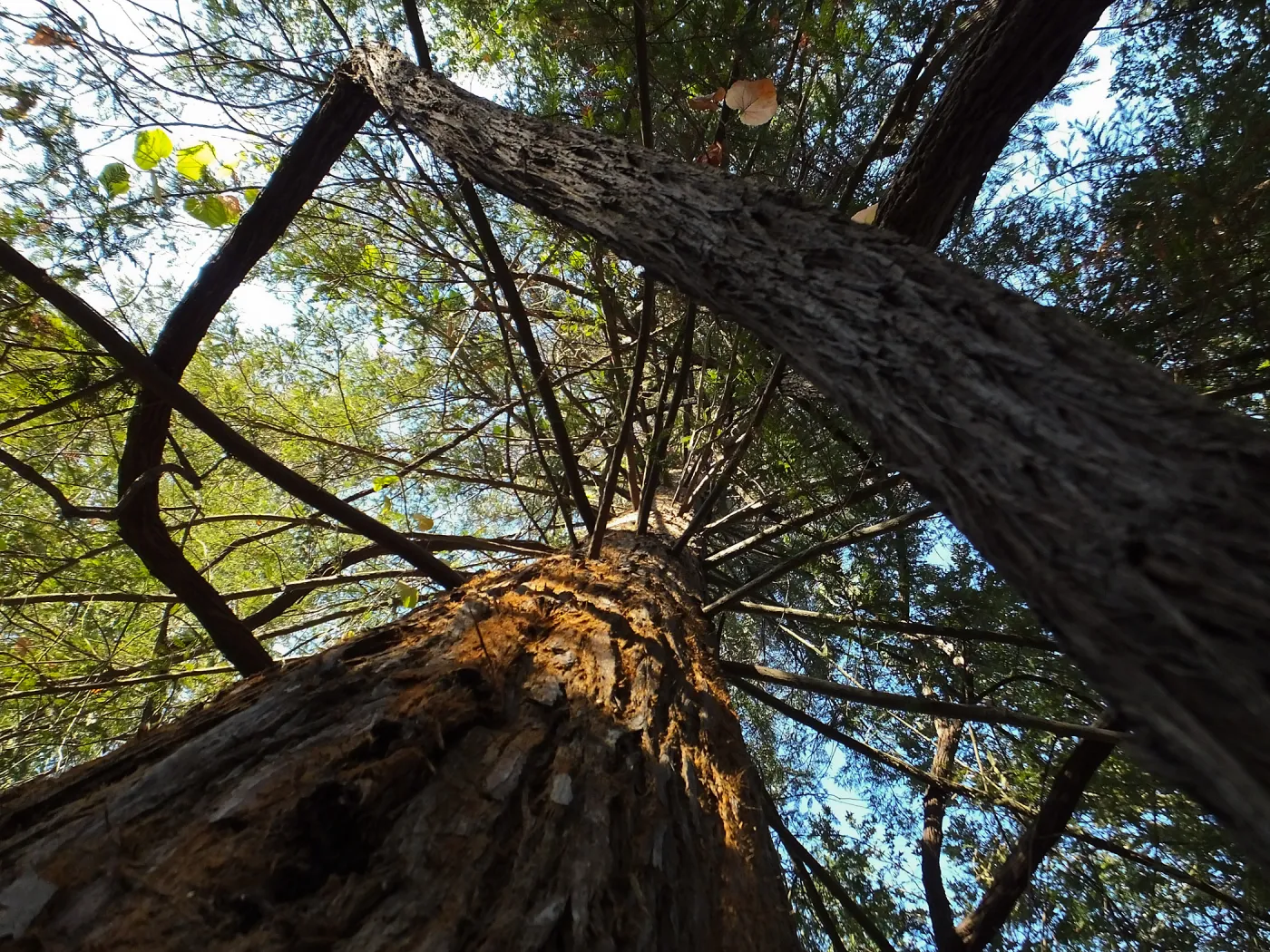 California Grape in Coast Redwood