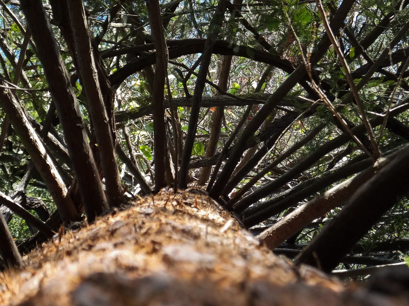 California Grape in Coast Redwood