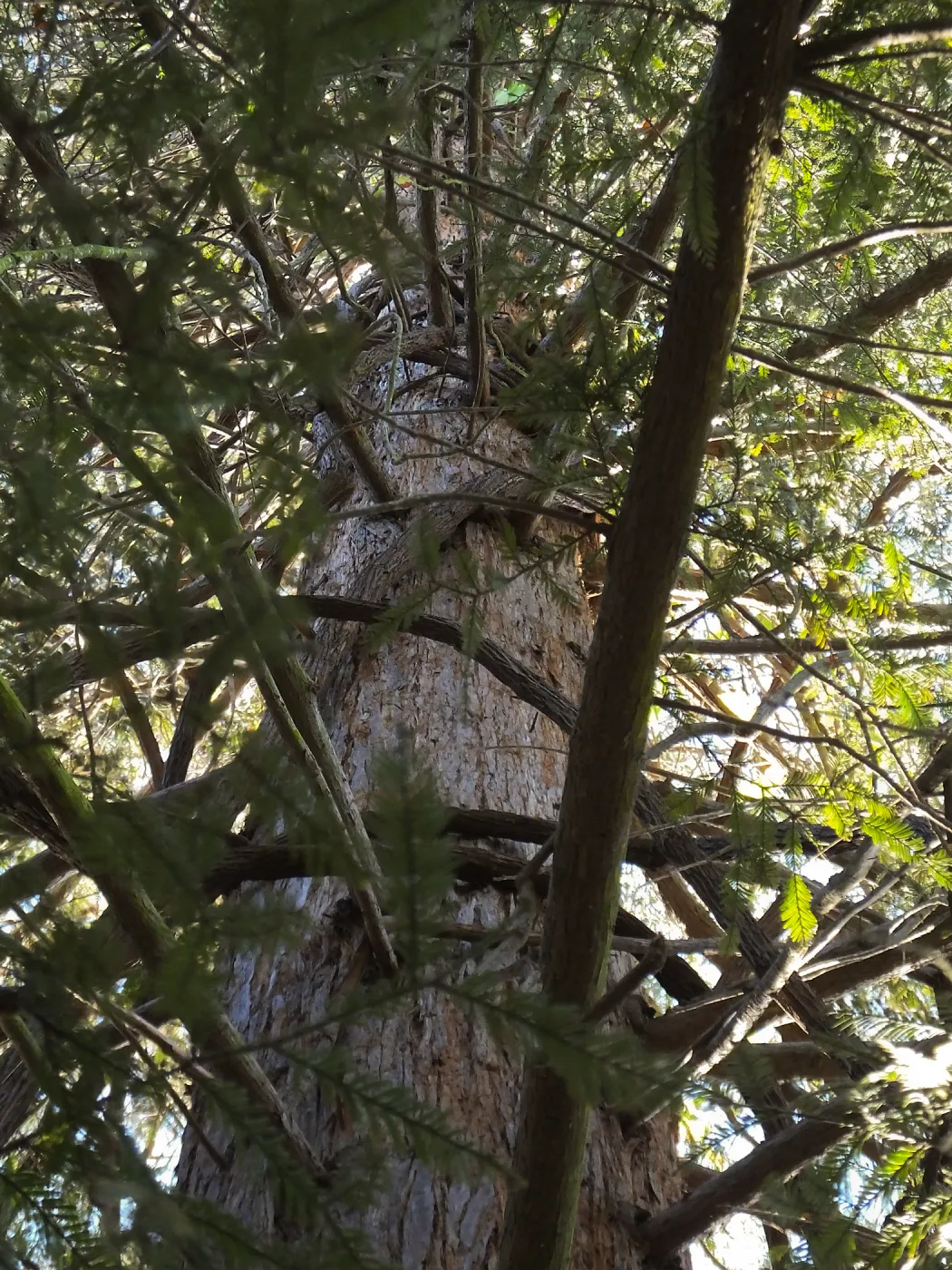 California Grape in Coast Redwood