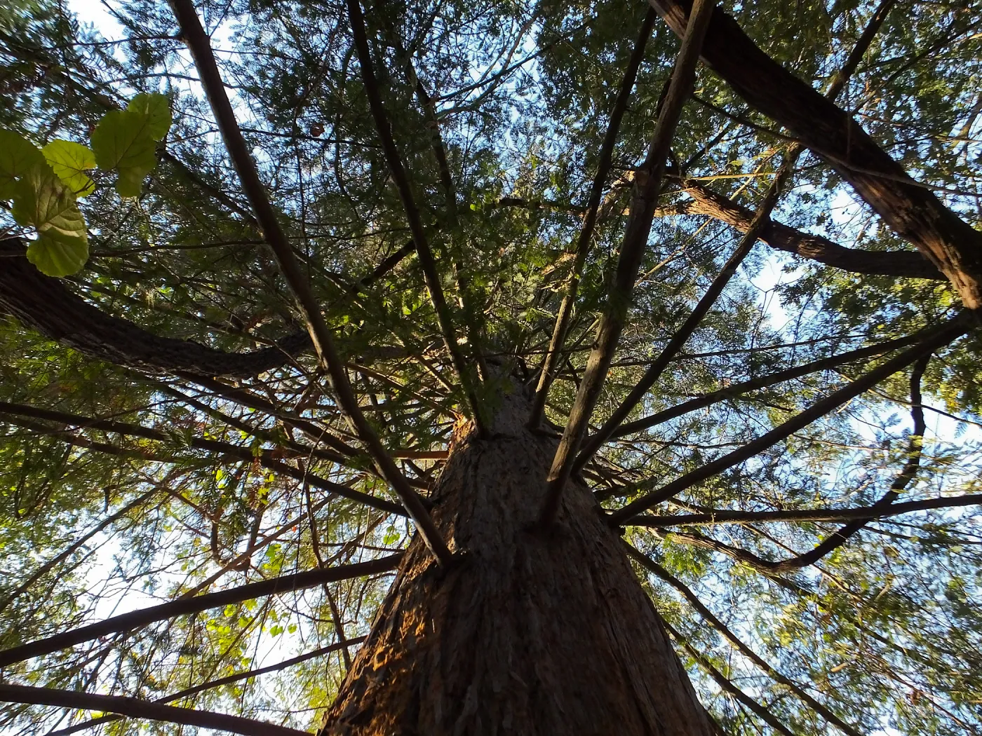 California Grape in Coast Redwood