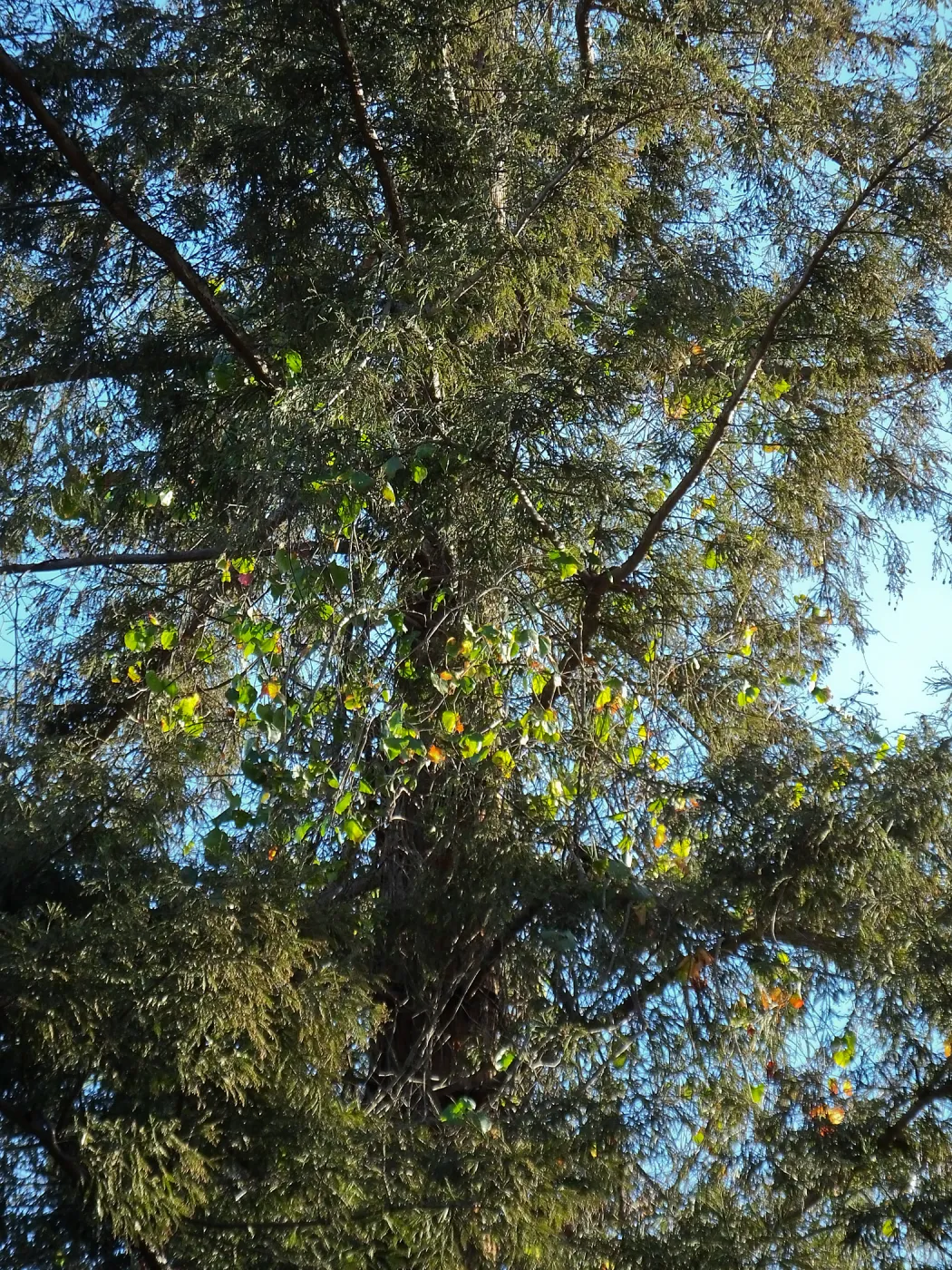 California Grape in Coast Redwood
