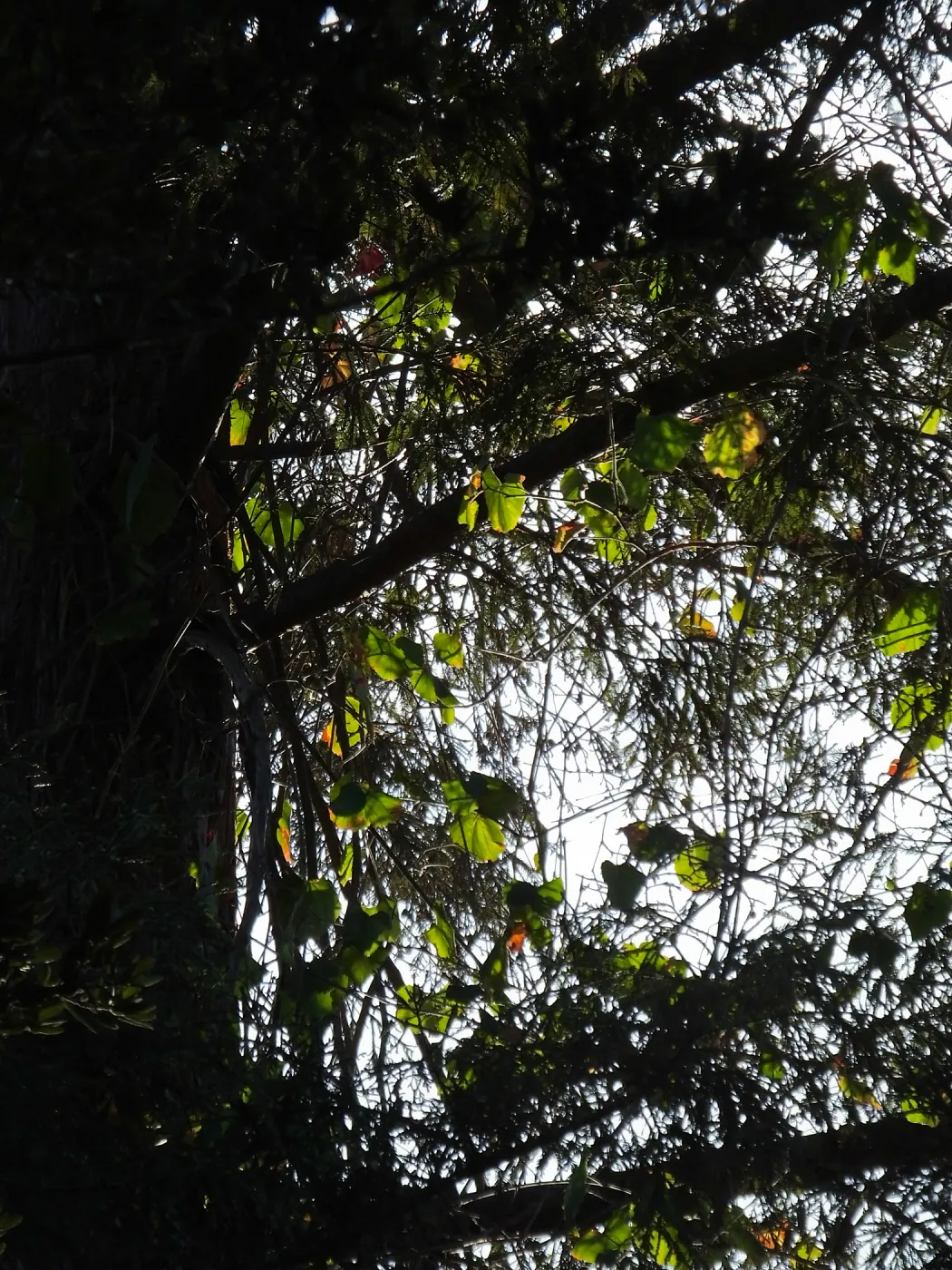 California Grape in Coast Redwood