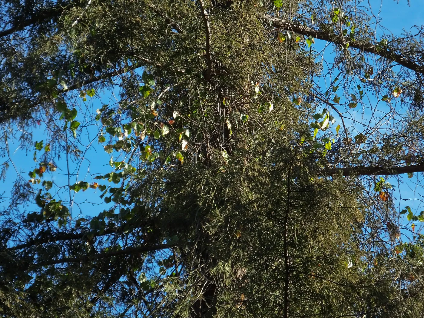 California Grape in Coast Redwood