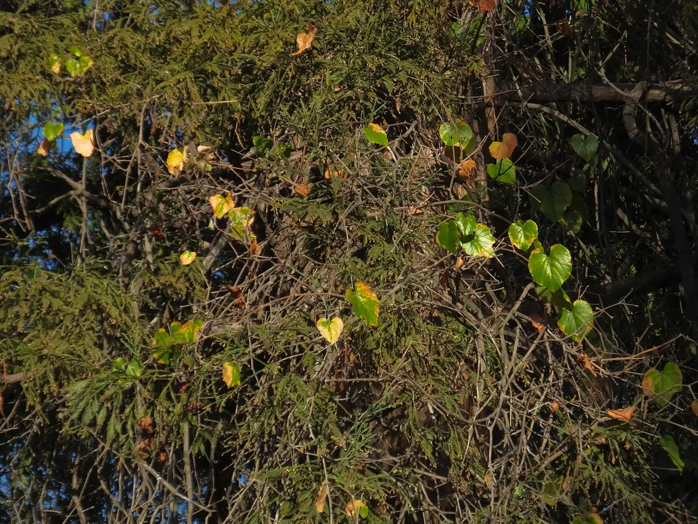 California Grape in Coast Redwood