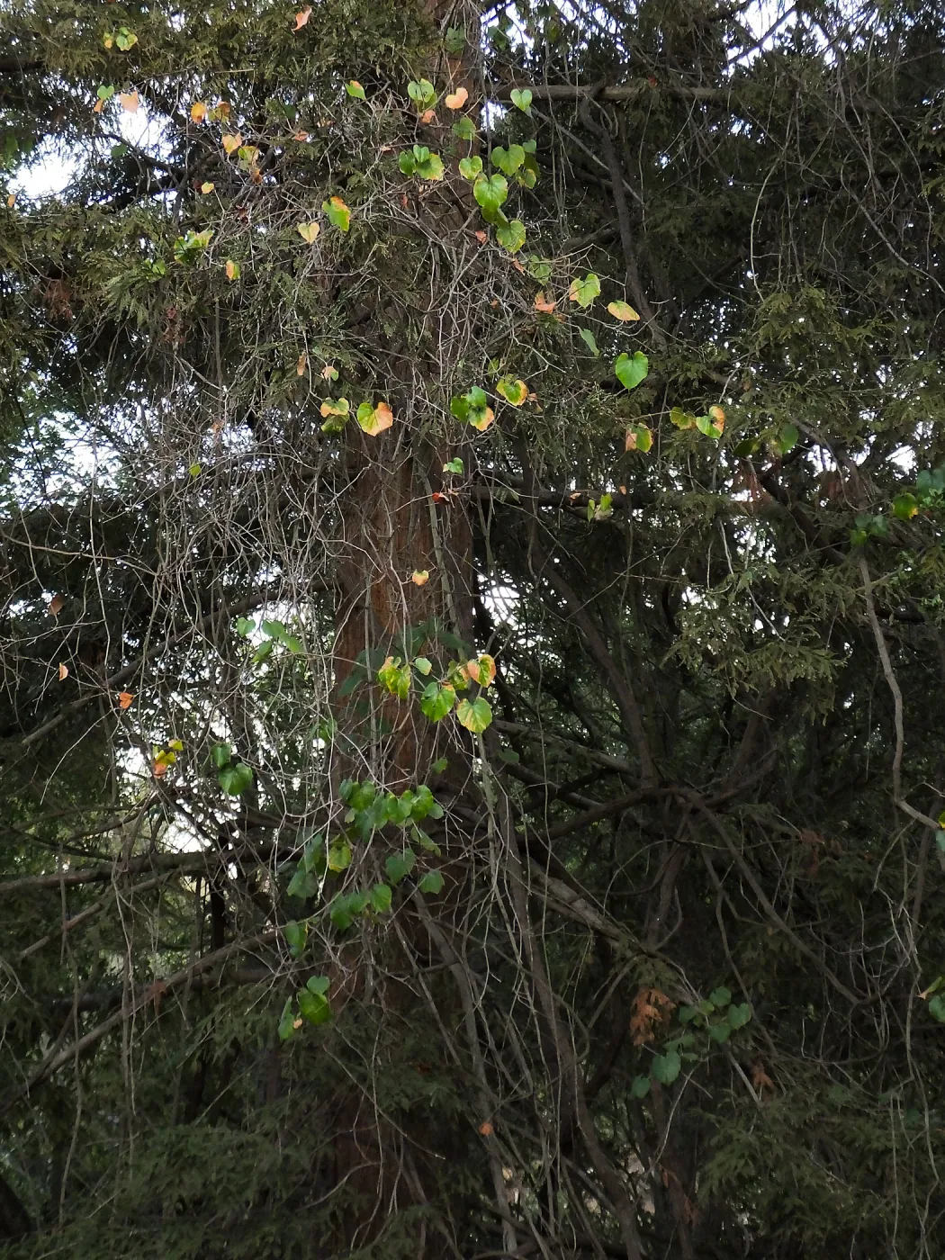 California Grape in Coast Redwood