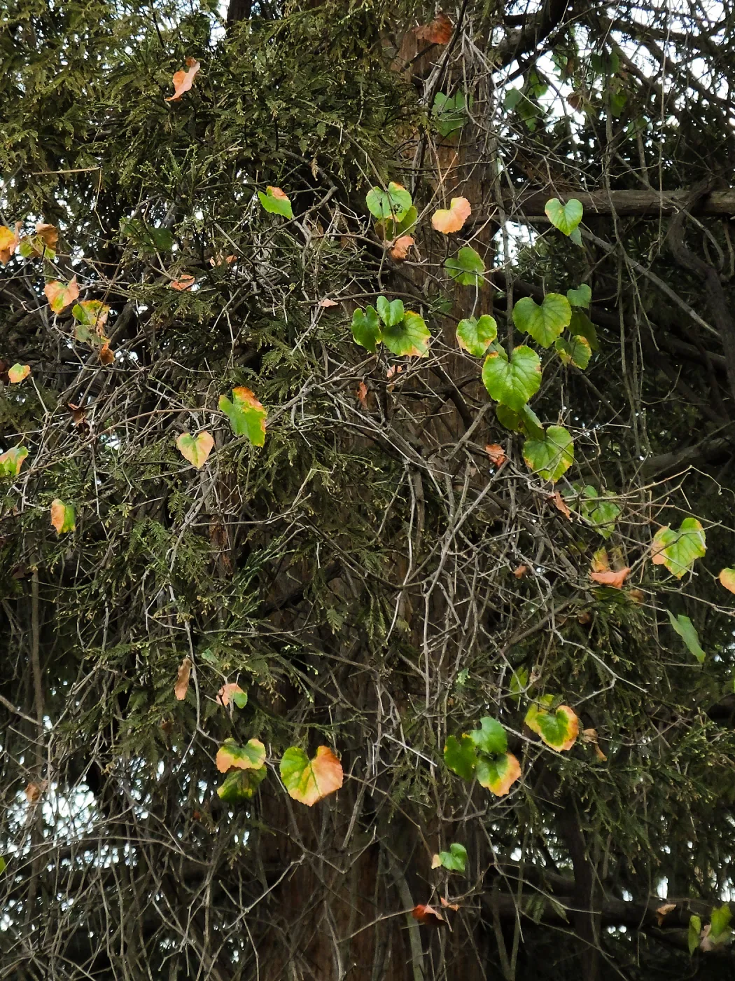 California Grape in Coast Redwood
