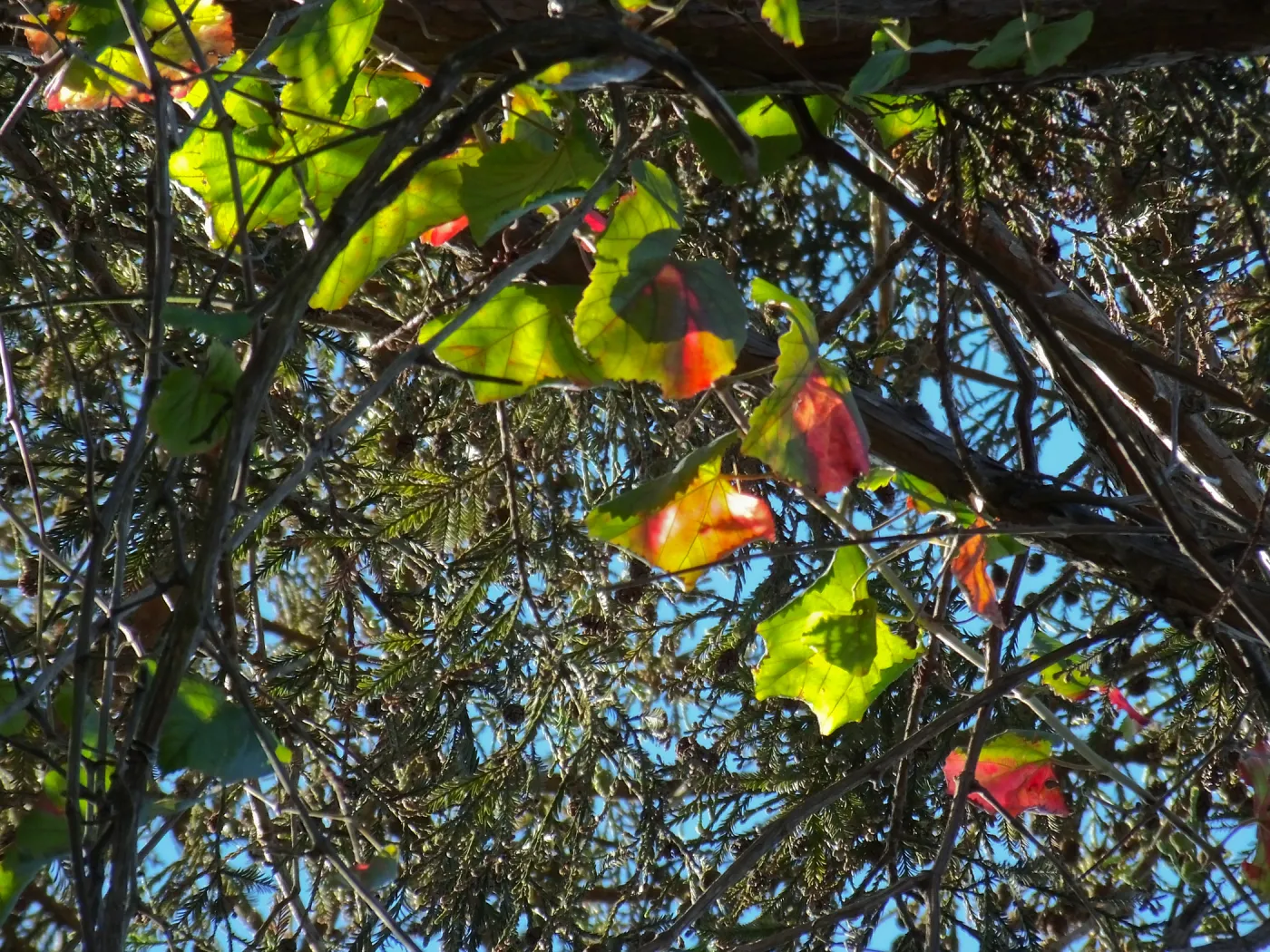 California Grape in Coast Redwood