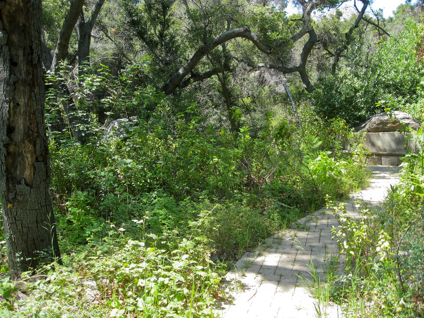 Campbell Bench site before maintenance