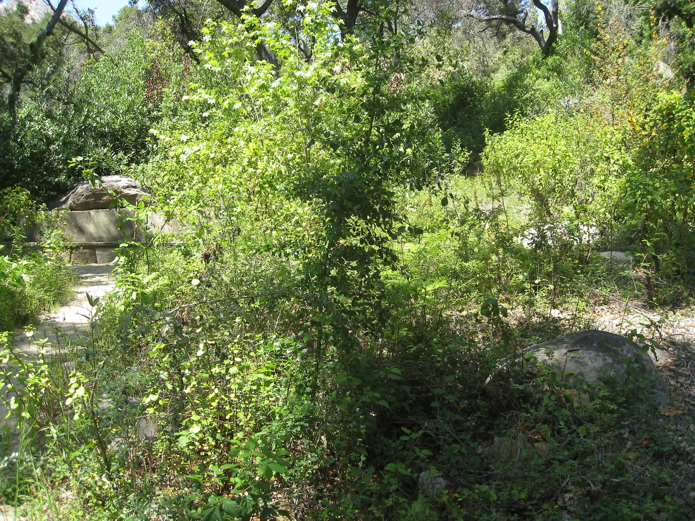 Campbell Bench site before maintenance