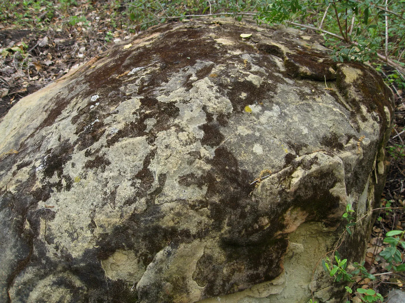 Boulder at Campbell Bench site