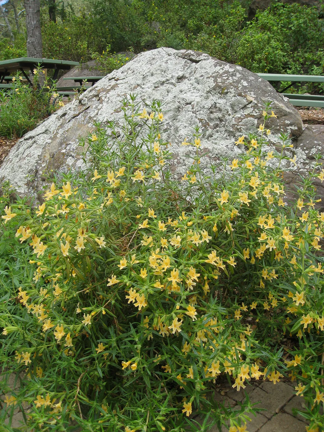 Monkeyflower, Mimulus aurantiacus at picnic site