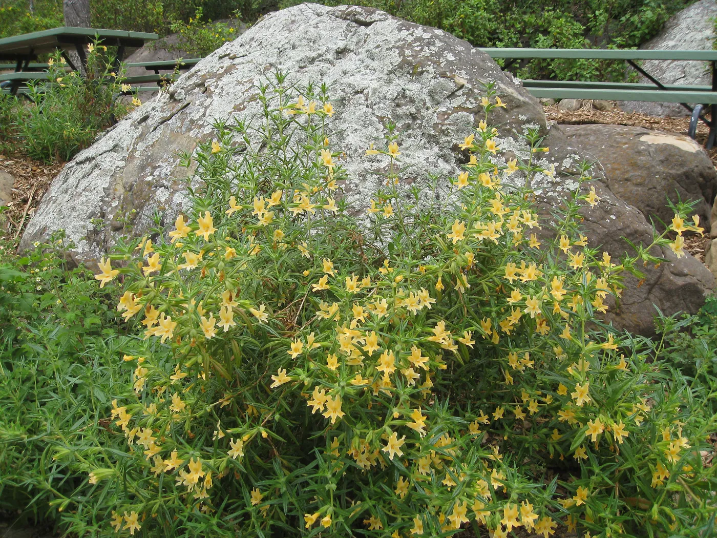 Monkeyflower, Mimulus aurantiacus at picnic site