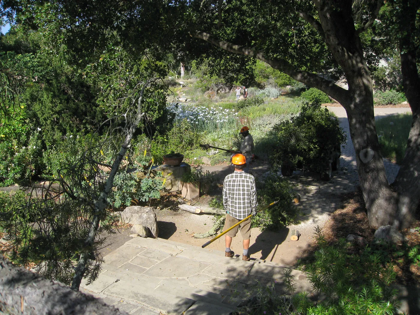 Removal of branch from oak at entry steps