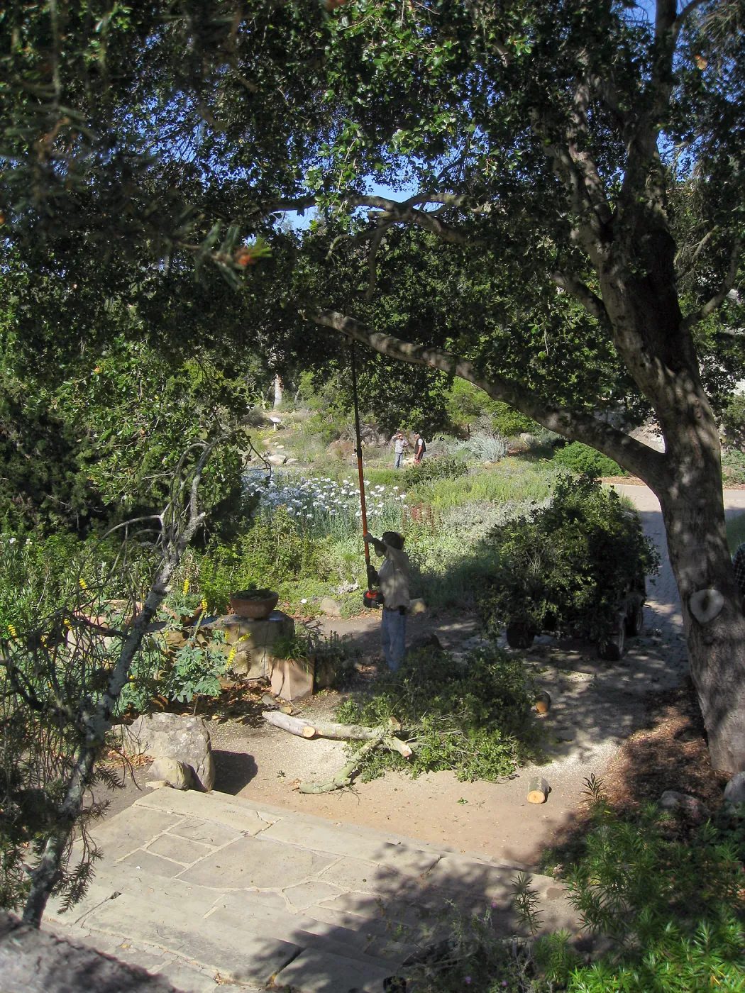 Removal of branch from oak at entry steps