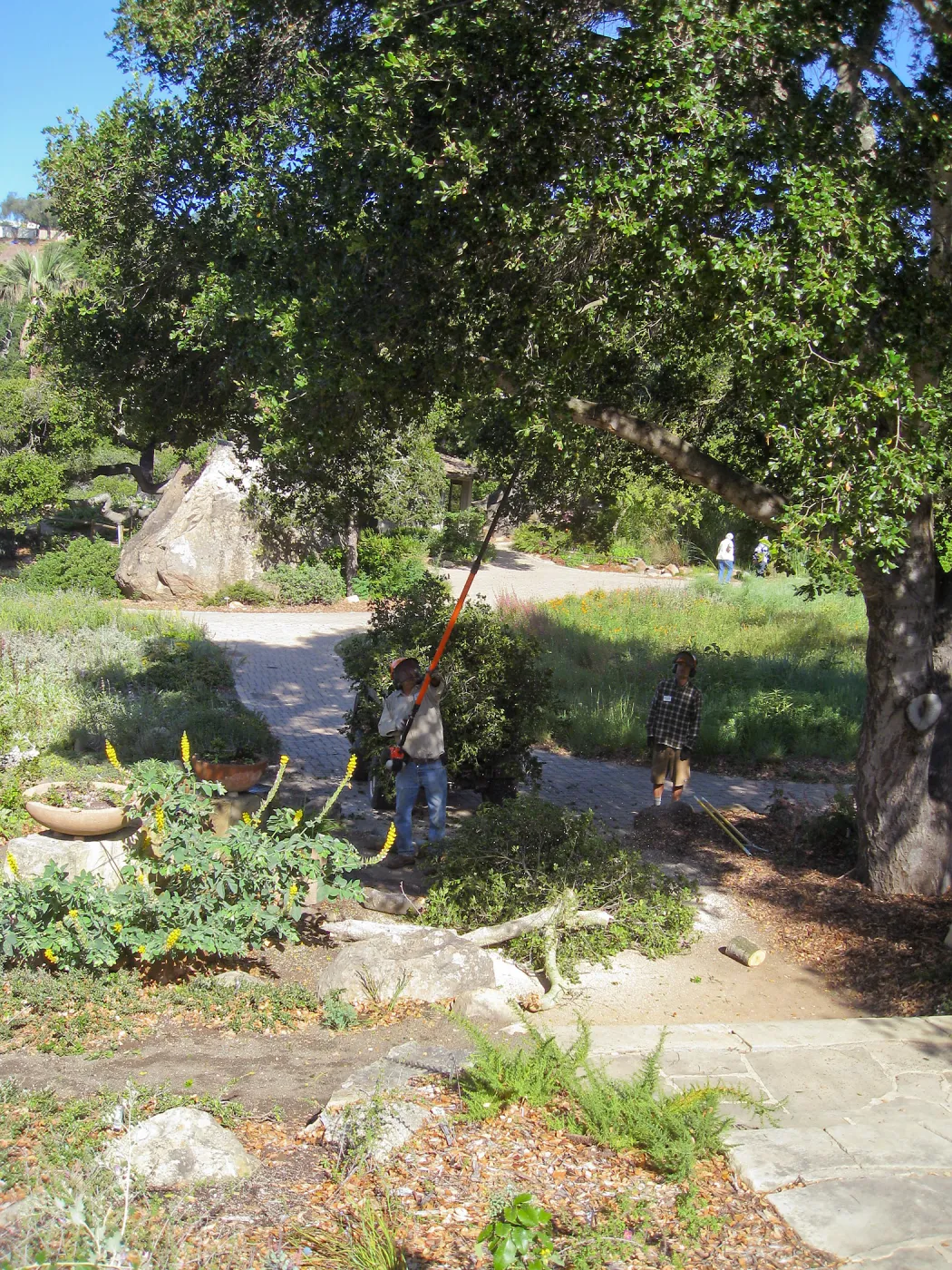 Removal of branch from oak at entry steps