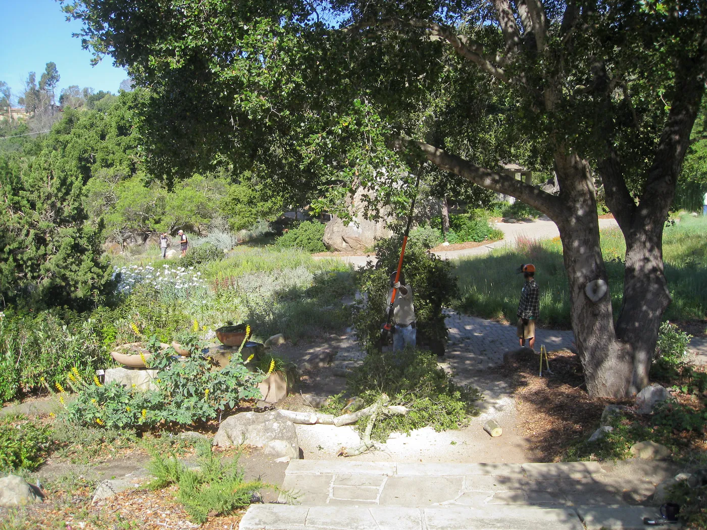Removal of branch from oak at entry steps