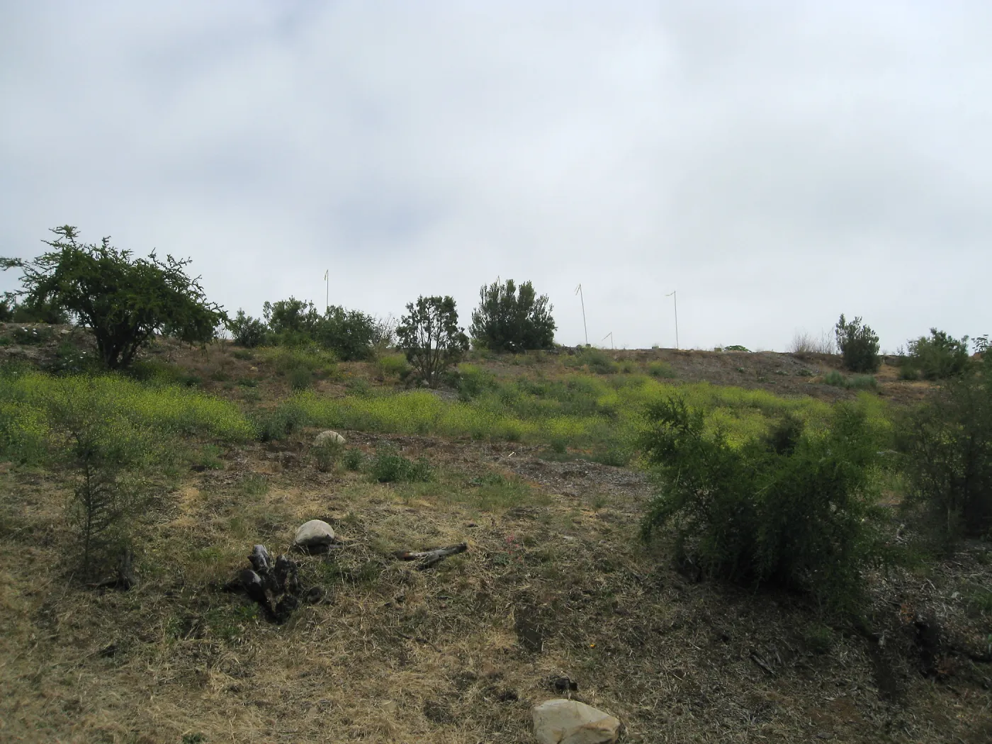 Pritzloff Conservation Center story pole study