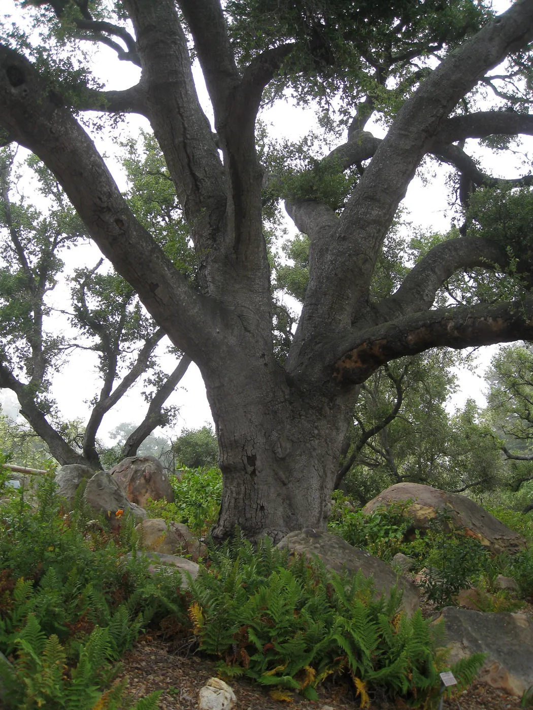 Meadow Oaks (Coastal Live Oak)