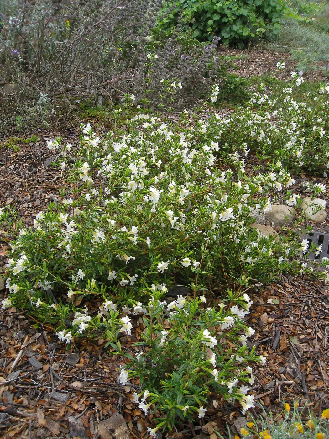 Mimulus 'Jelly Bean White'