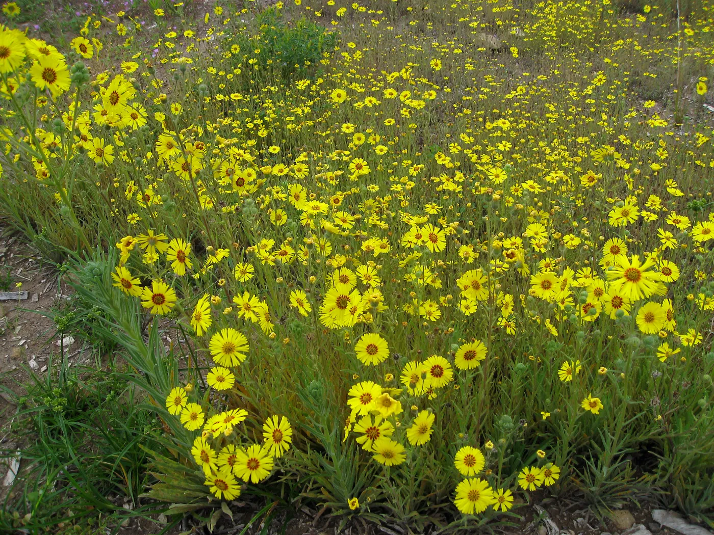 Madia elegans at the Gane site