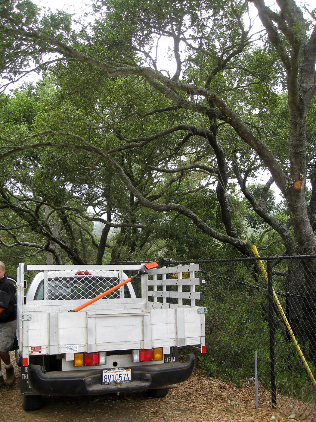 Lifting oak canopy at Tunnel Rd gate before delivery of Campbell bridge materials