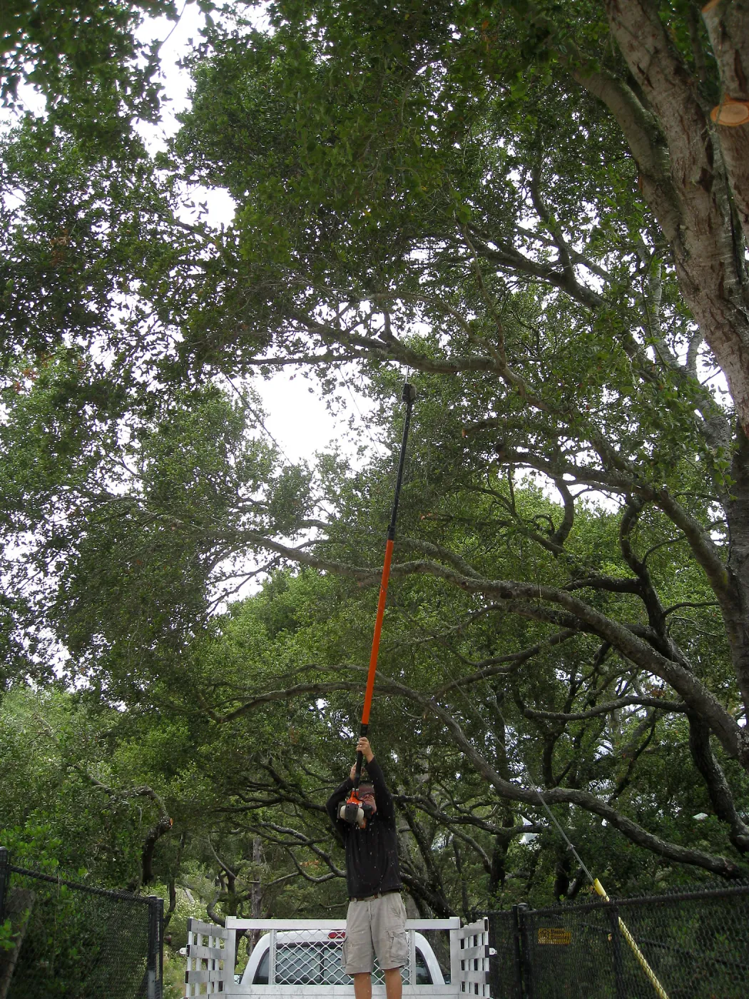 Lifting oak canopy at Tunnel Rd gate before delivery of Campbell bridge materials