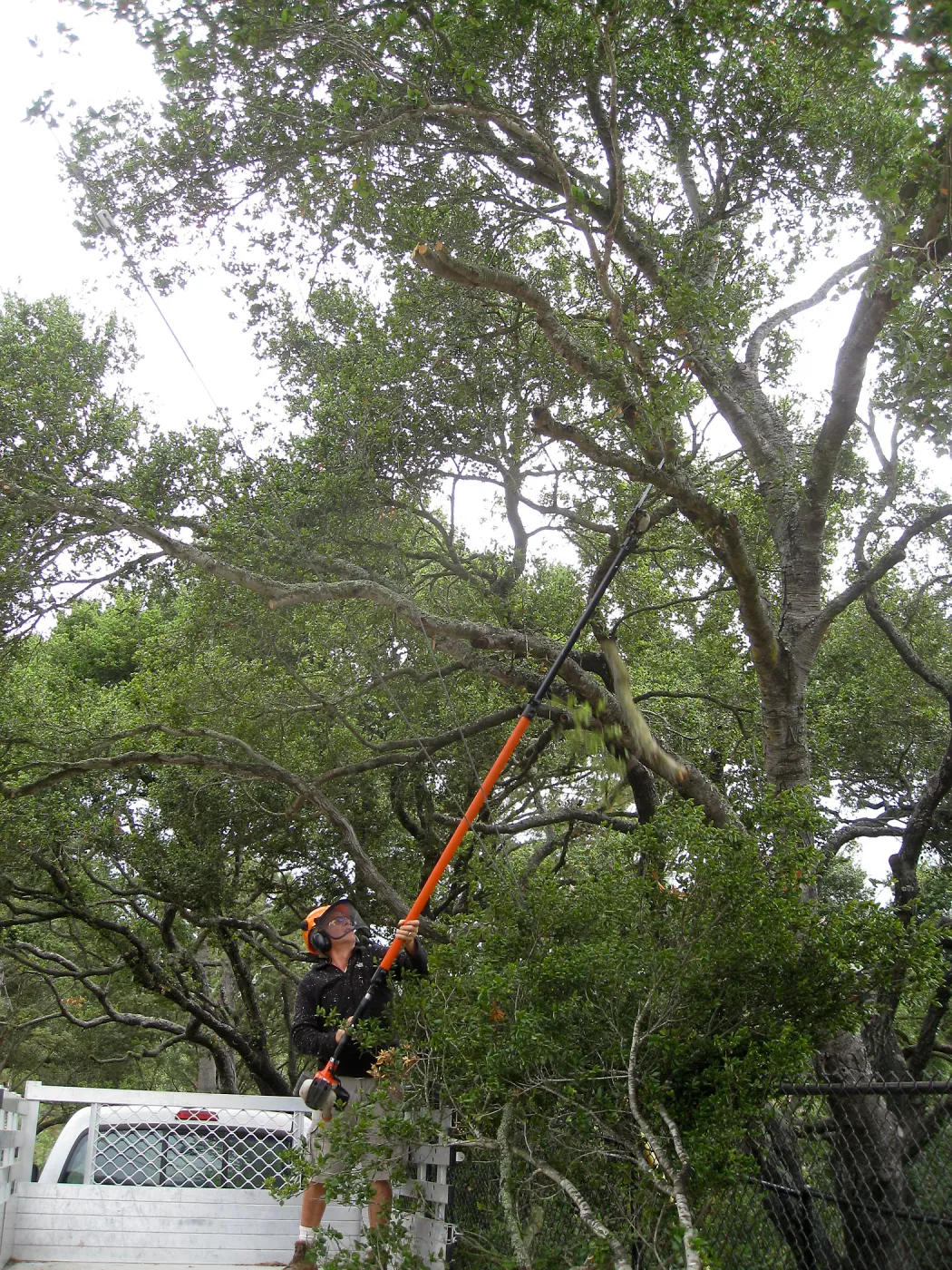Lifting oak canopy at Tunnel Rd gate before delivery of Campbell bridge materials