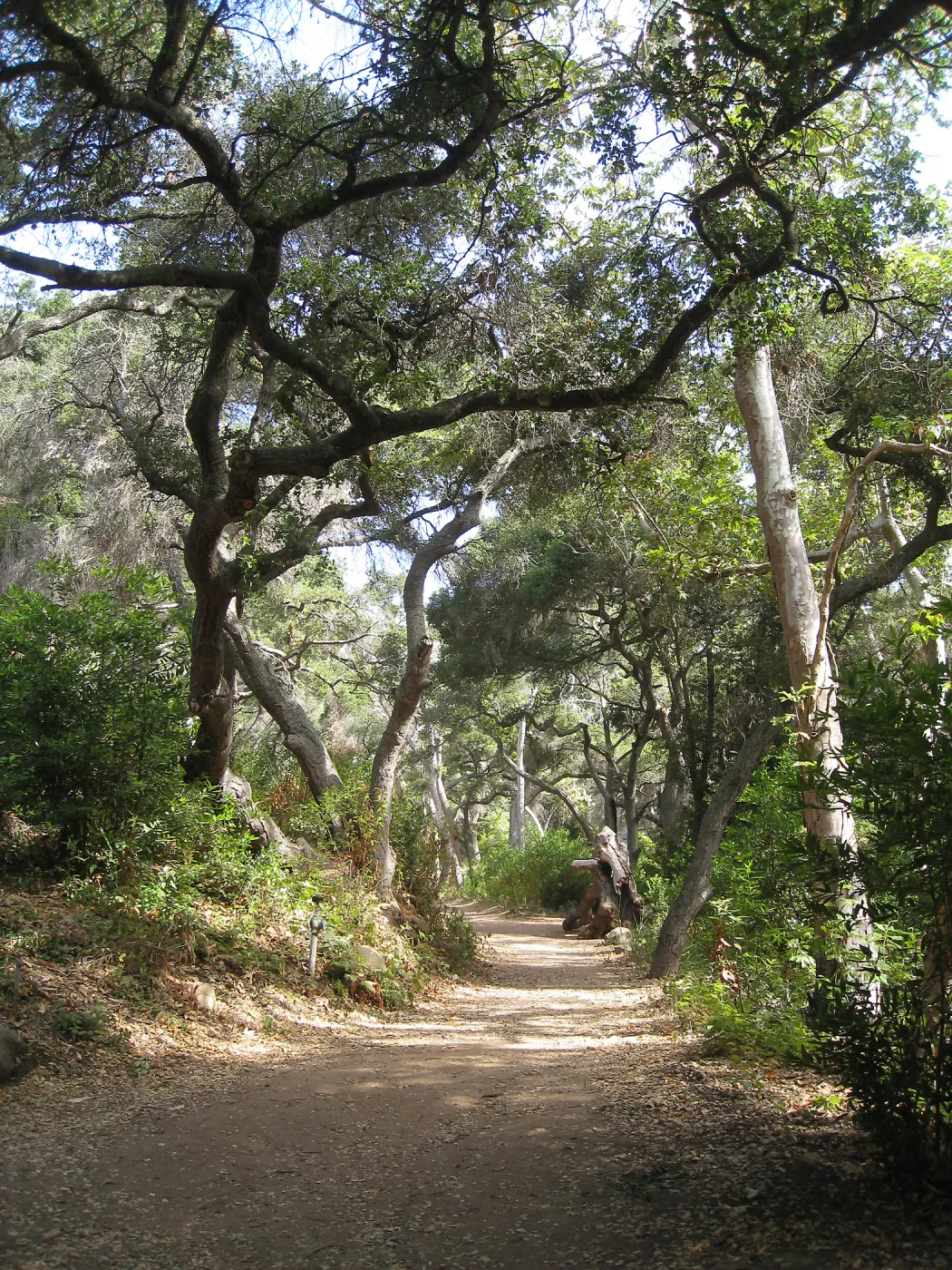 Canyon Trail looking north