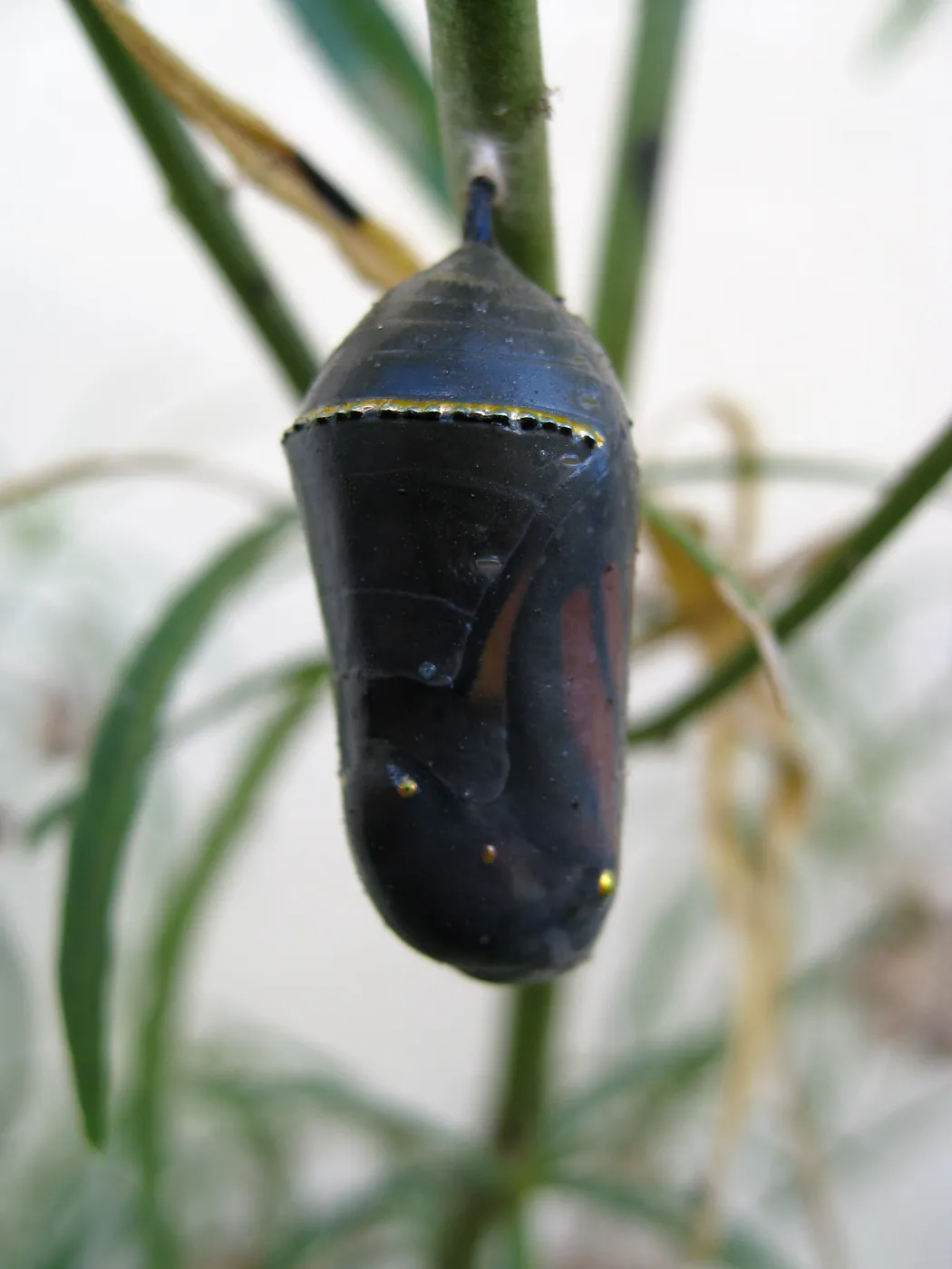 Monarch butterfly crysalis