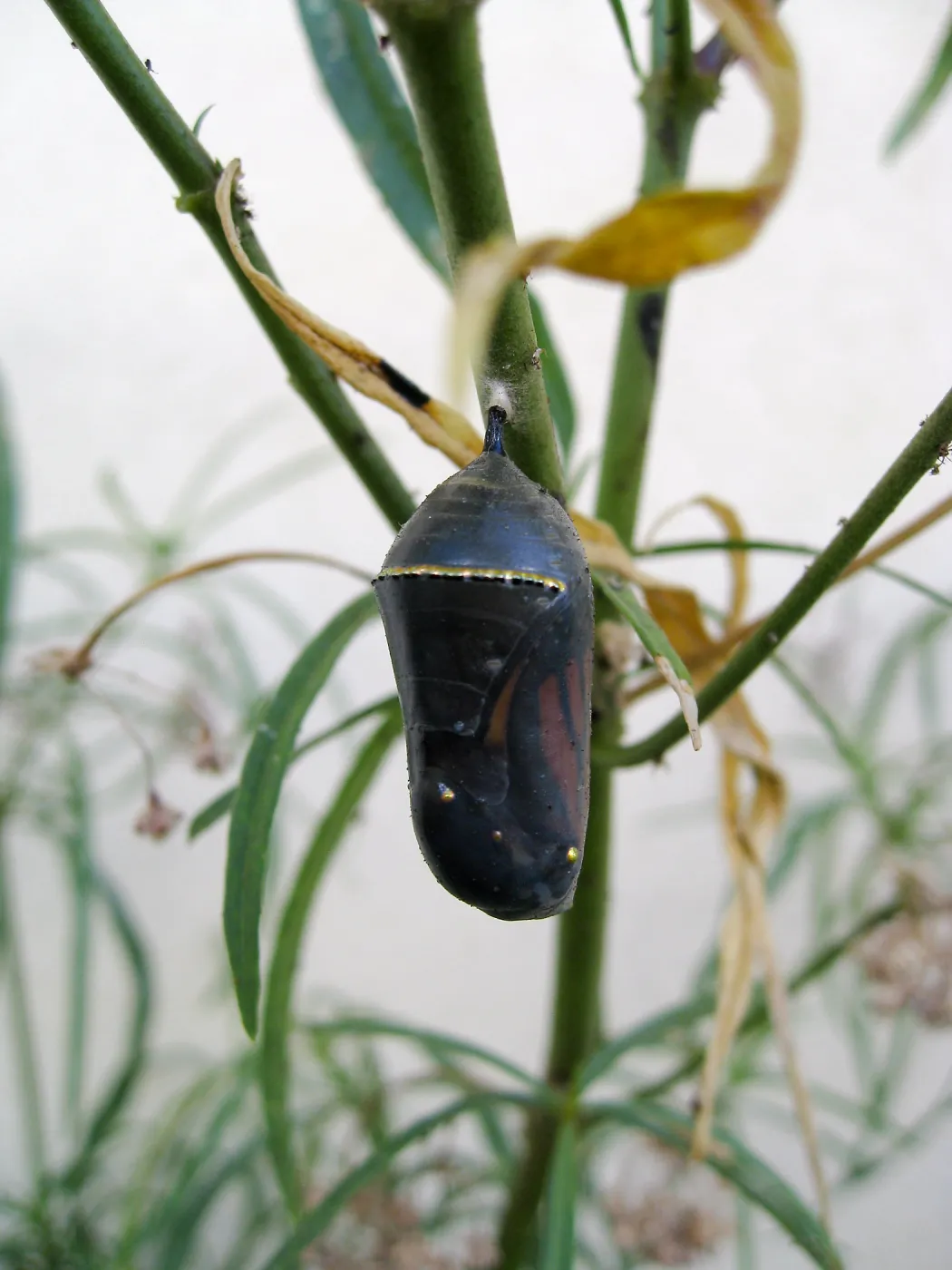 Monarch butterfly crysalis