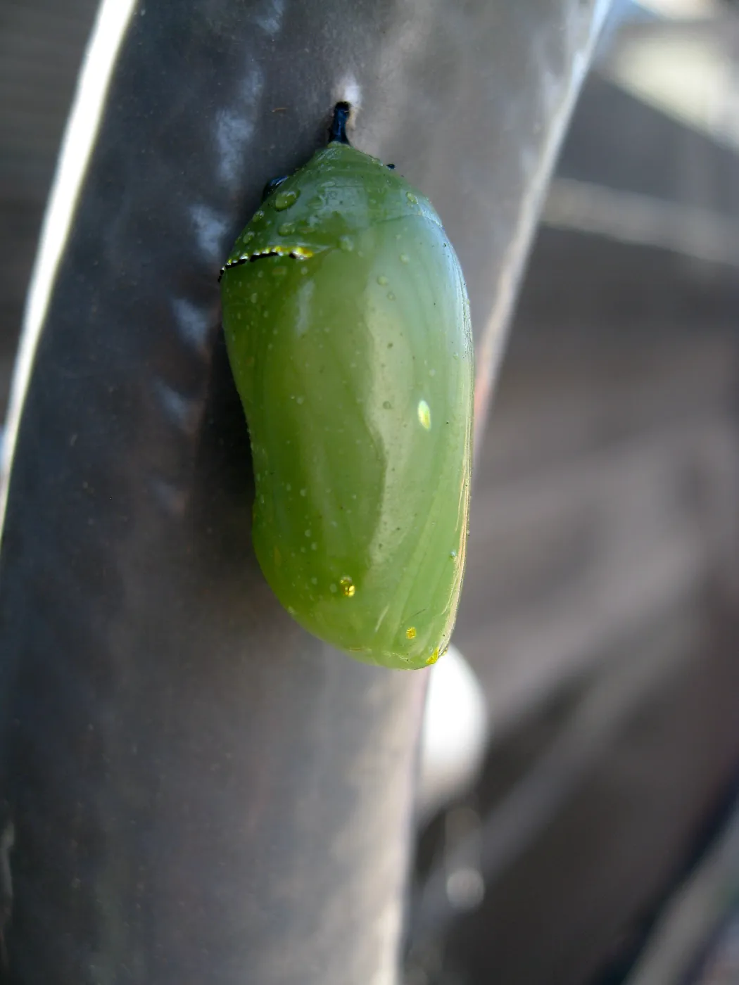 Monarch butterfly crysalis