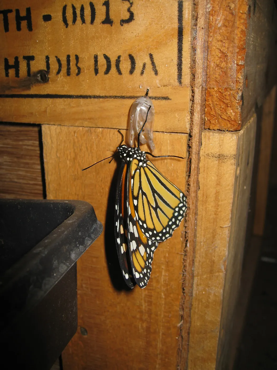  Newly pupated Monarch butterfly