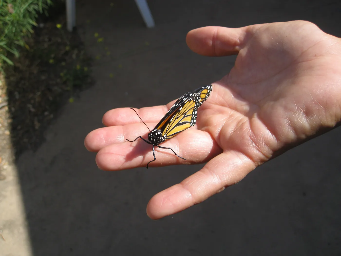  Newly pupated Monarch butterfly