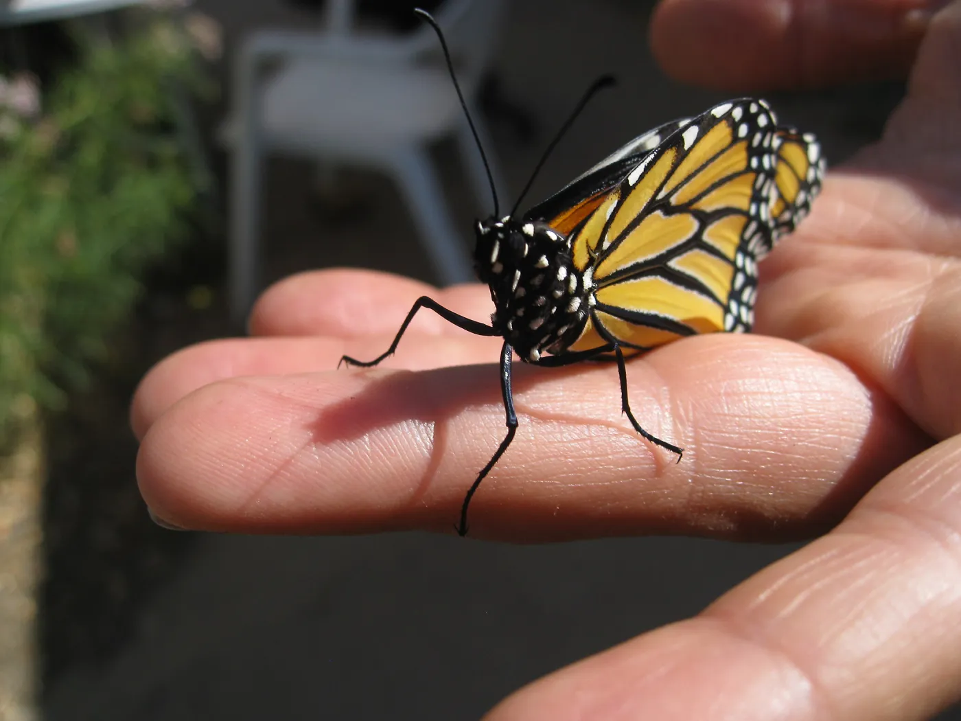  Newly pupated Monarch butterfly
