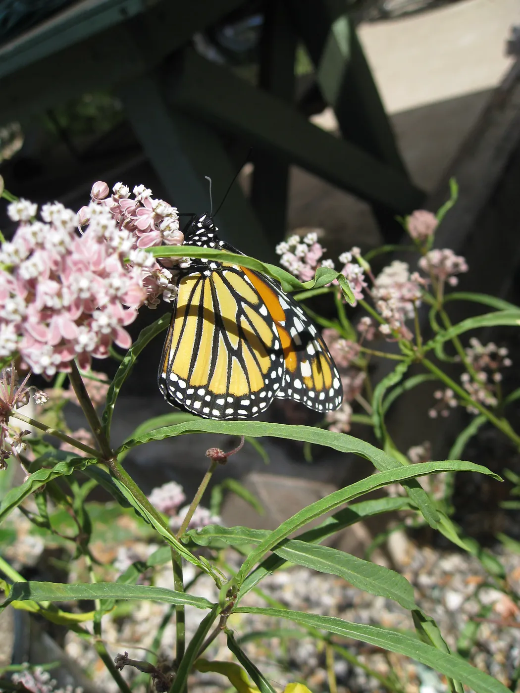  Newly pupated Monarch butterfly