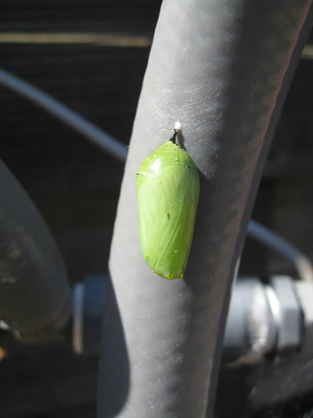Monarch butterfly crysalis
