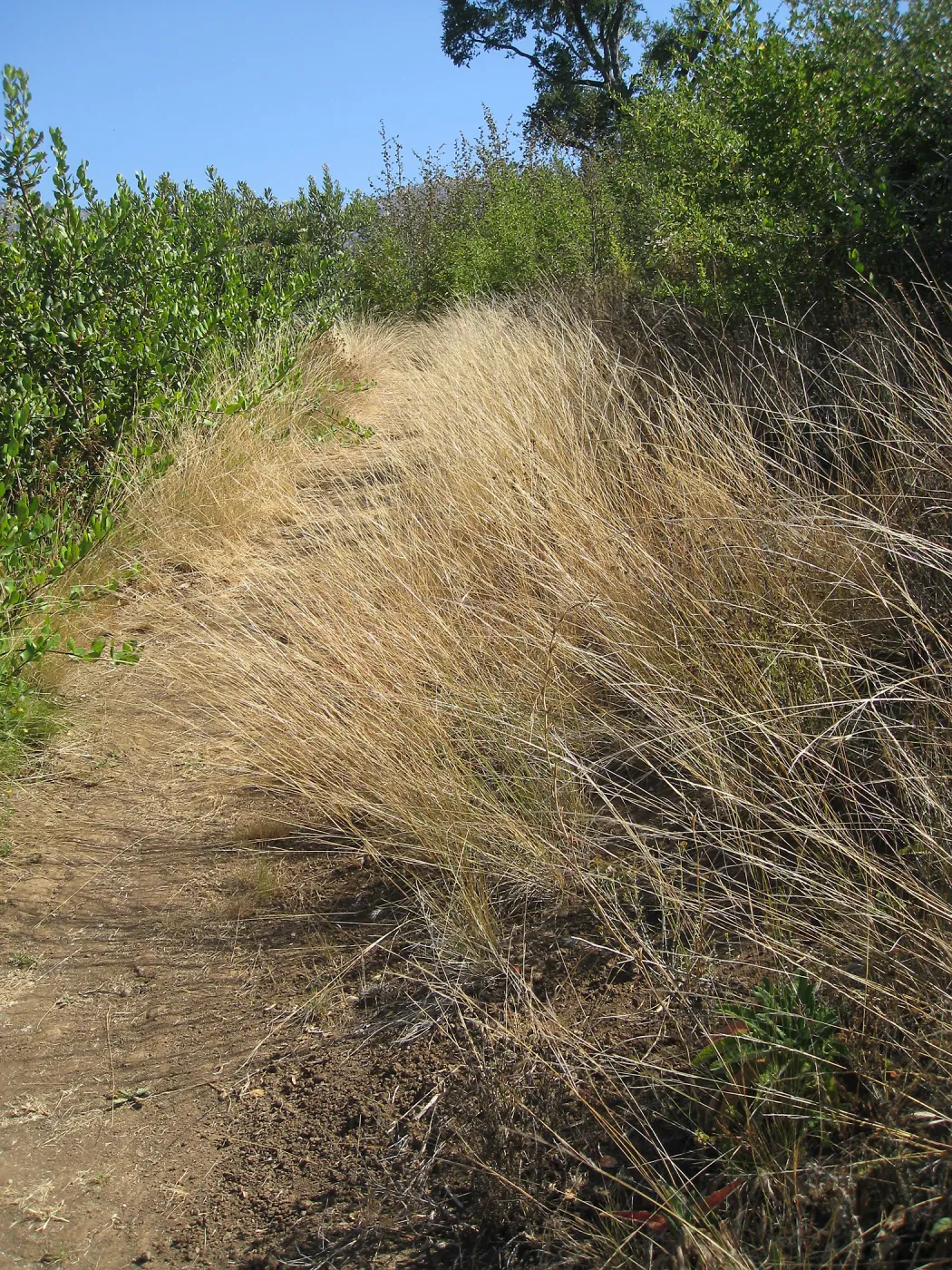 Nasella lepida along trail to Hort Unit