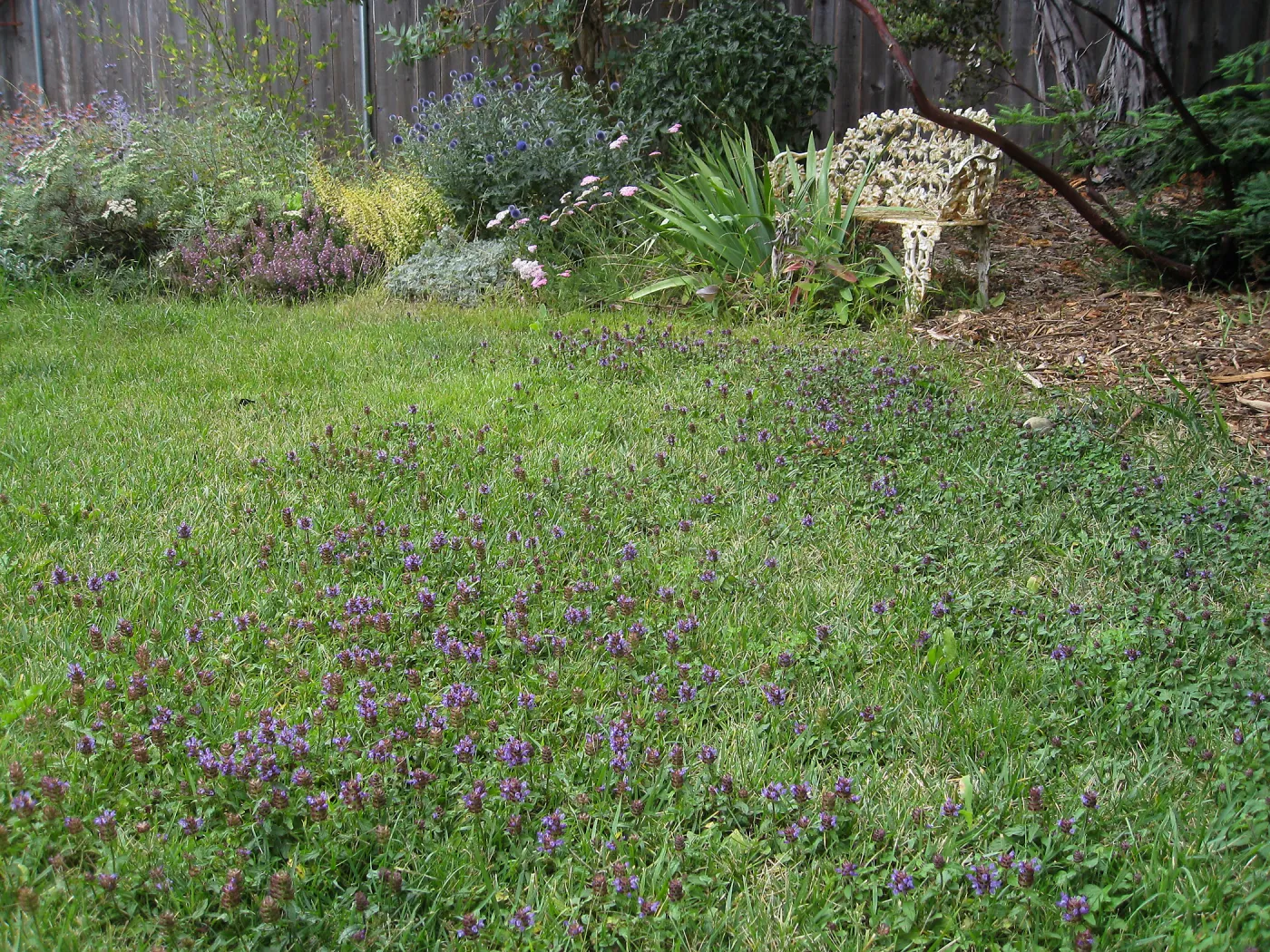 Prunella vulgaris naturalized in lawn at Betsy Collins garden