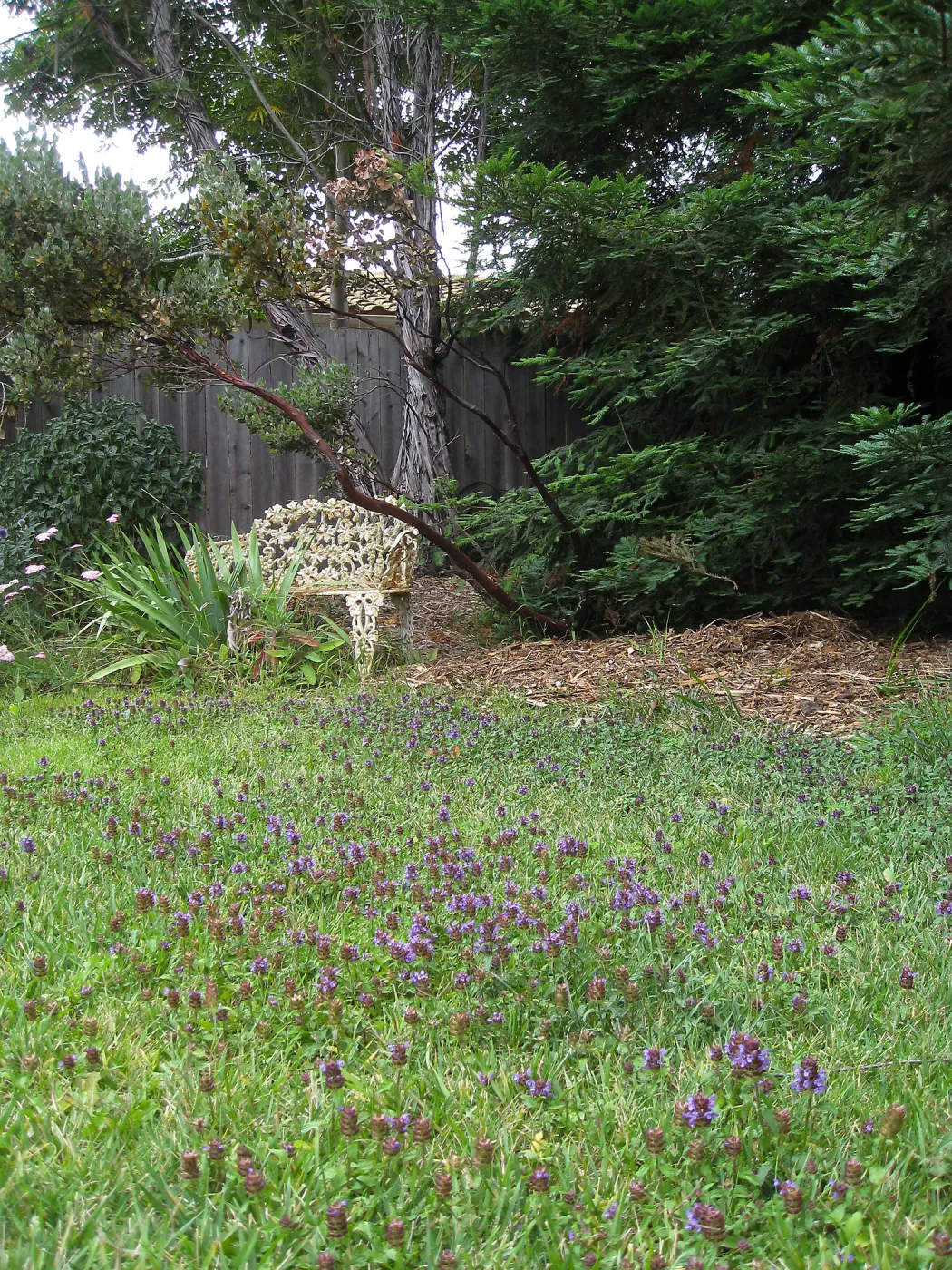 Prunella vulgaris naturalized in lawn at Betsy Collins garden