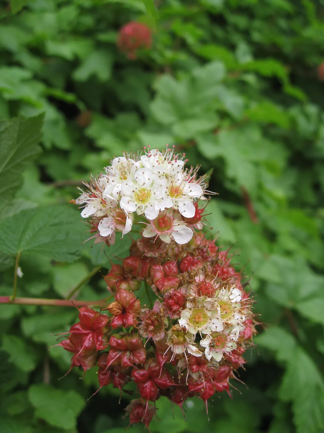Calycanthus occidentalis, spice bush in fruit in the Arroyo