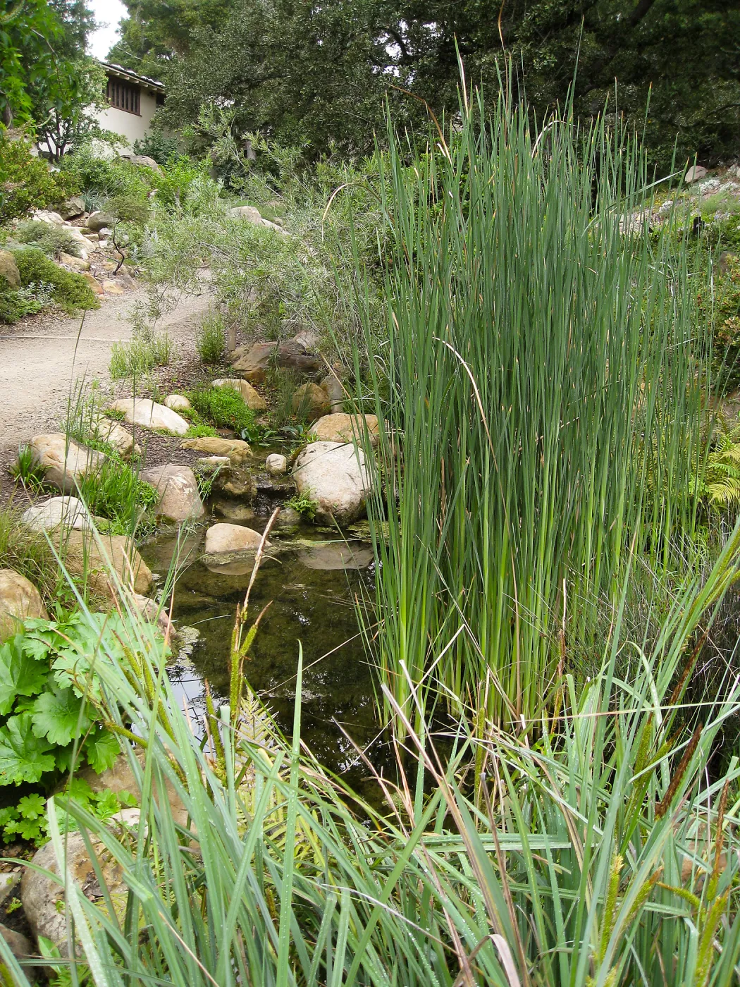Cat-tail, Typha angustifolia in the Arroyo pond