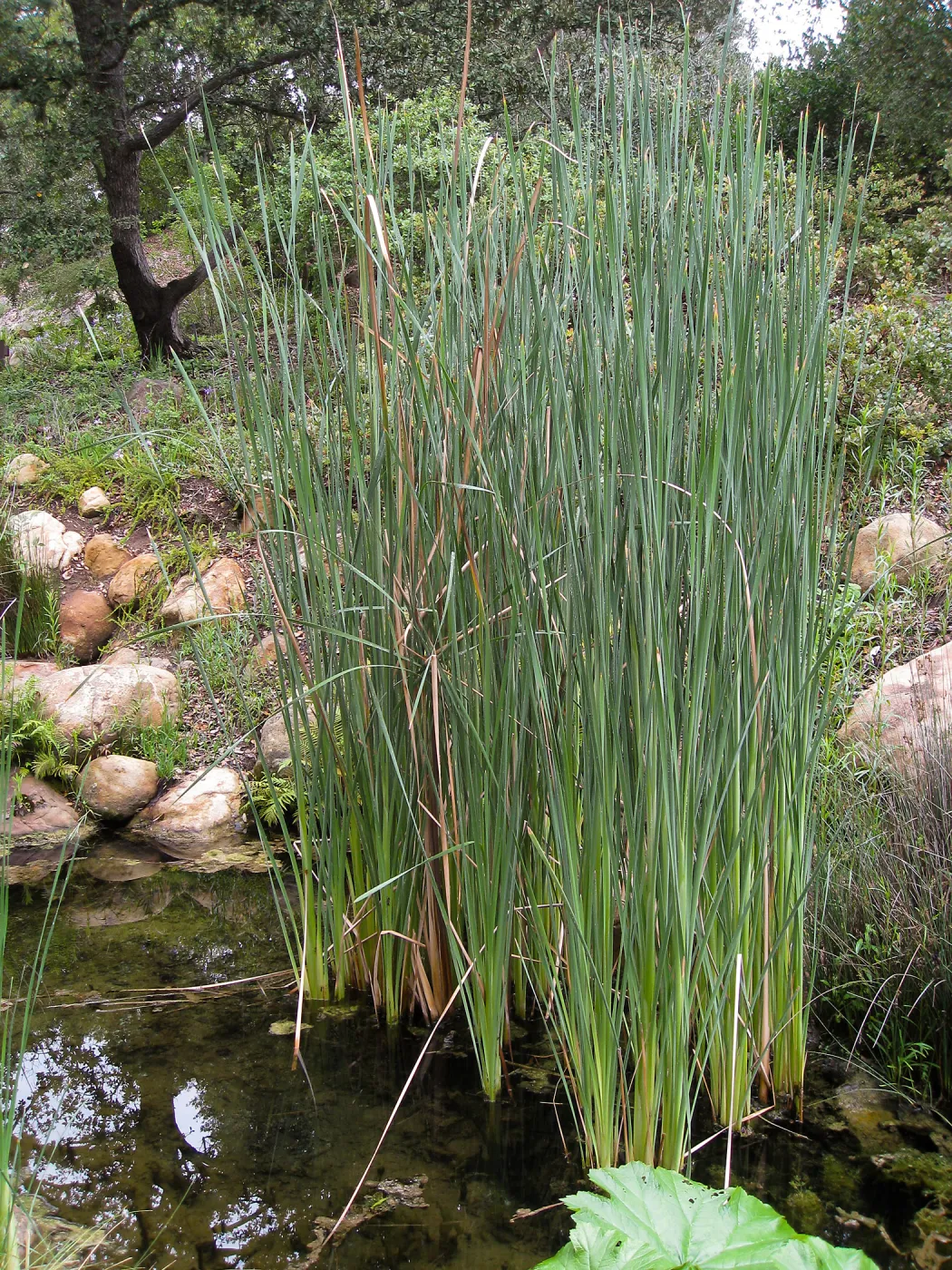 Cat-tail, Typha angustifolia in the Arroyo pond