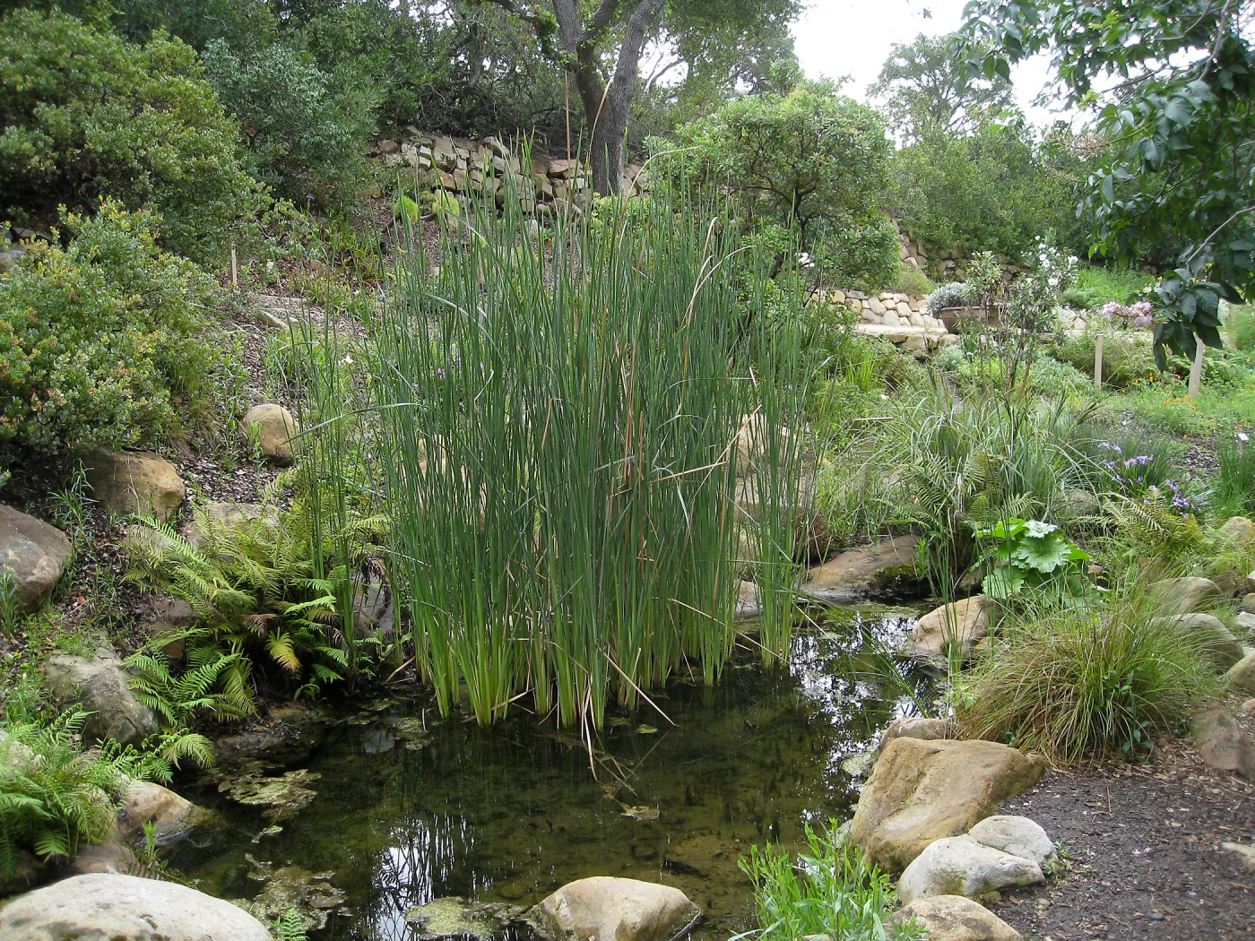 Cat-tail, Typha in the Arroyo pond