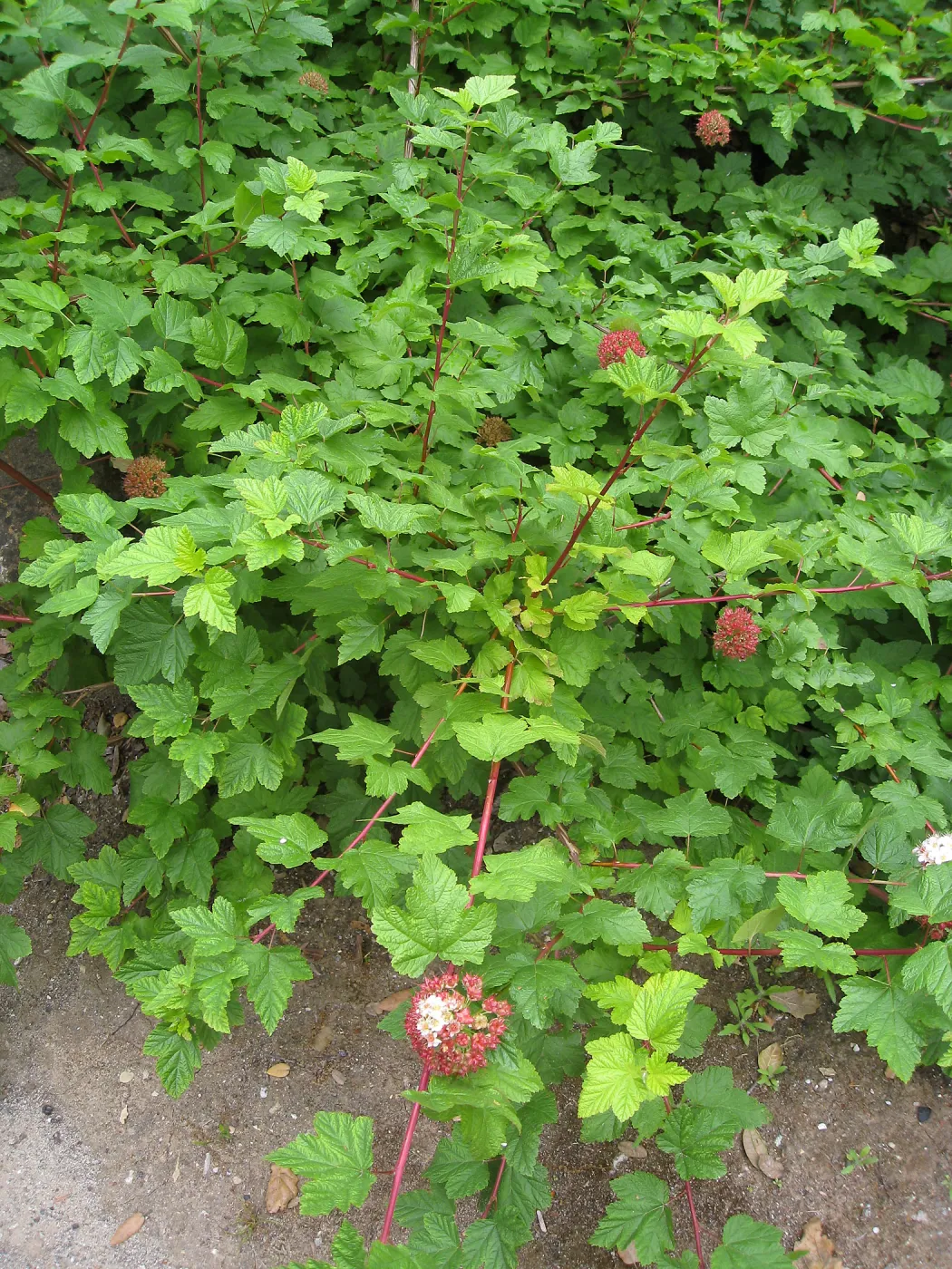 Calycanthus occidentalis, spice bush in fruit in the Arroyo