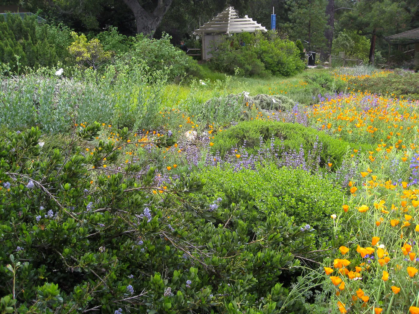 Groundcover display with California Poppy