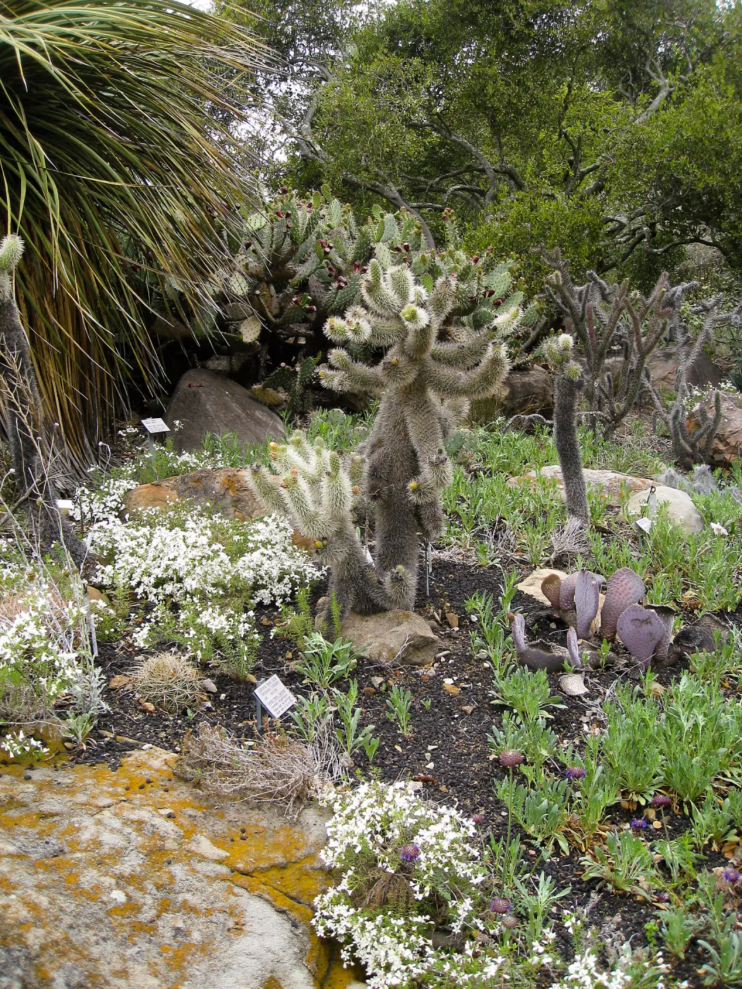 Opuntia bigelovii, teddy bear cactus, in Desert Section