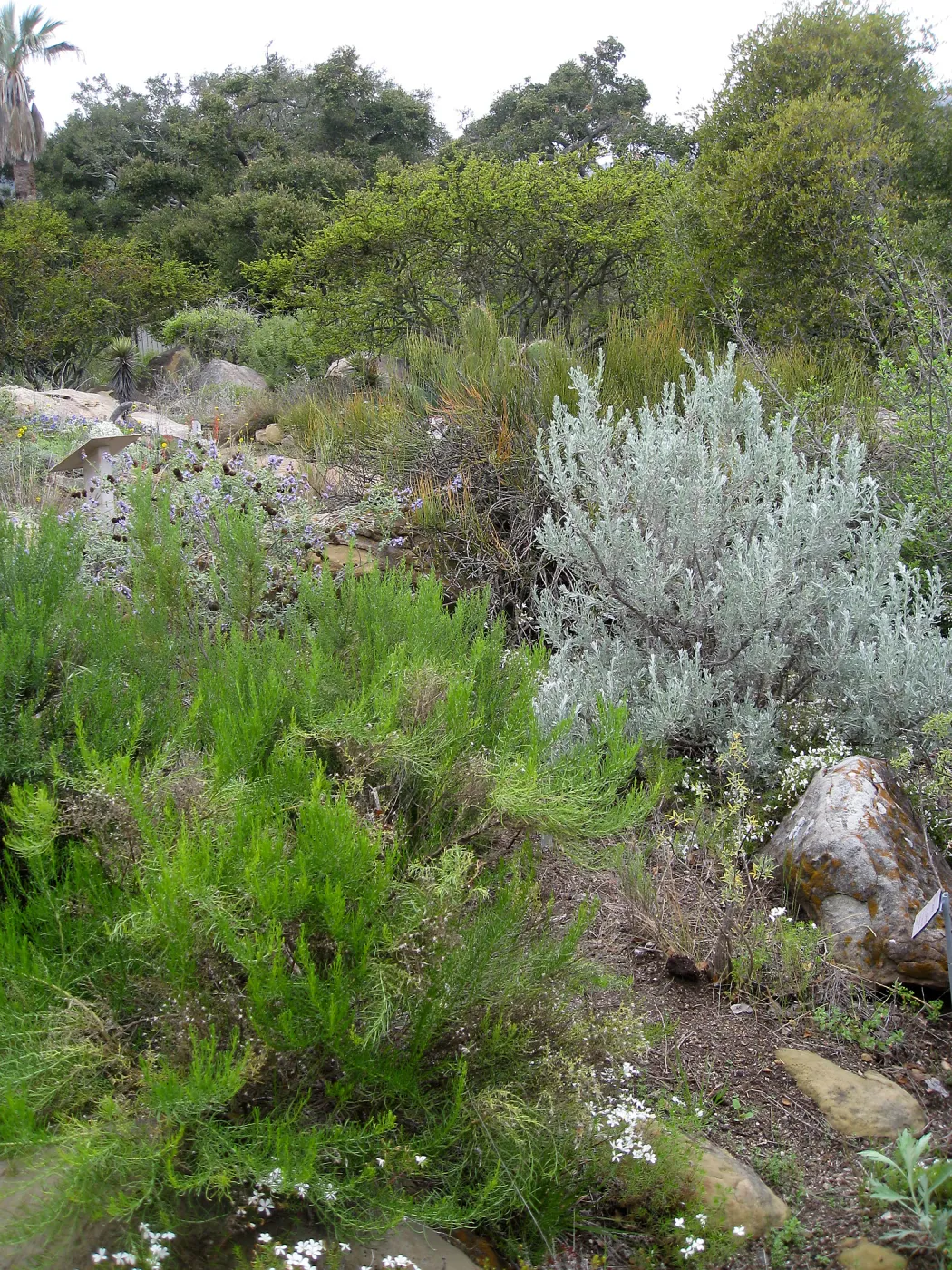 Desert Section