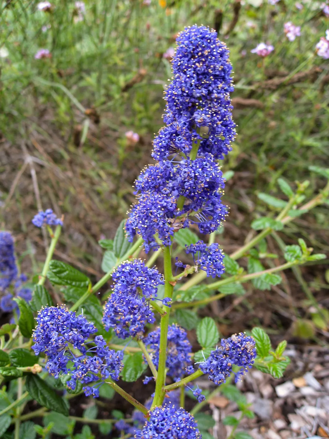 Ceanothus cyaneus flower on Porter Trail